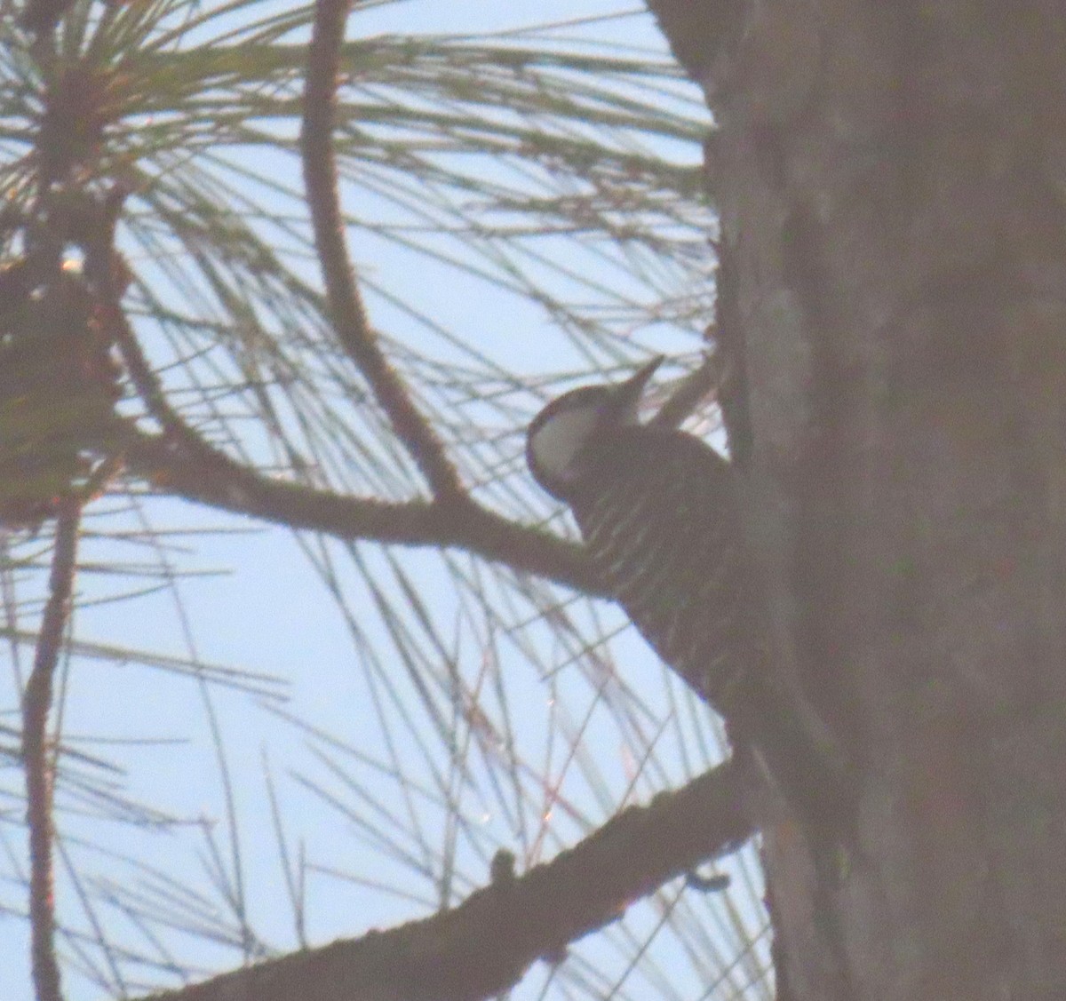 Red-cockaded Woodpecker - ML645598893