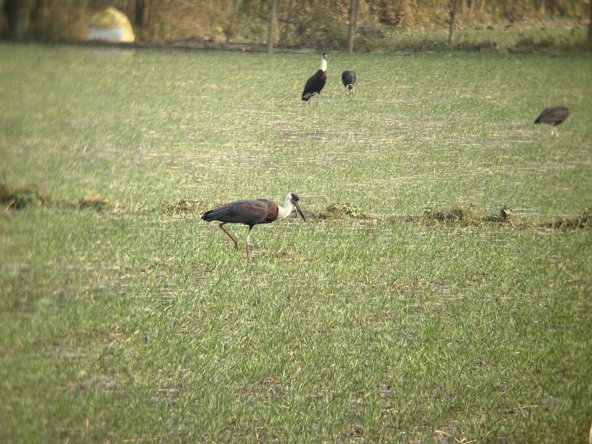 Asian Woolly-necked Stork - ML645598894