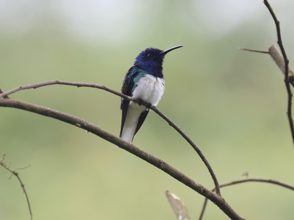 White-necked Jacobin - ML645598895