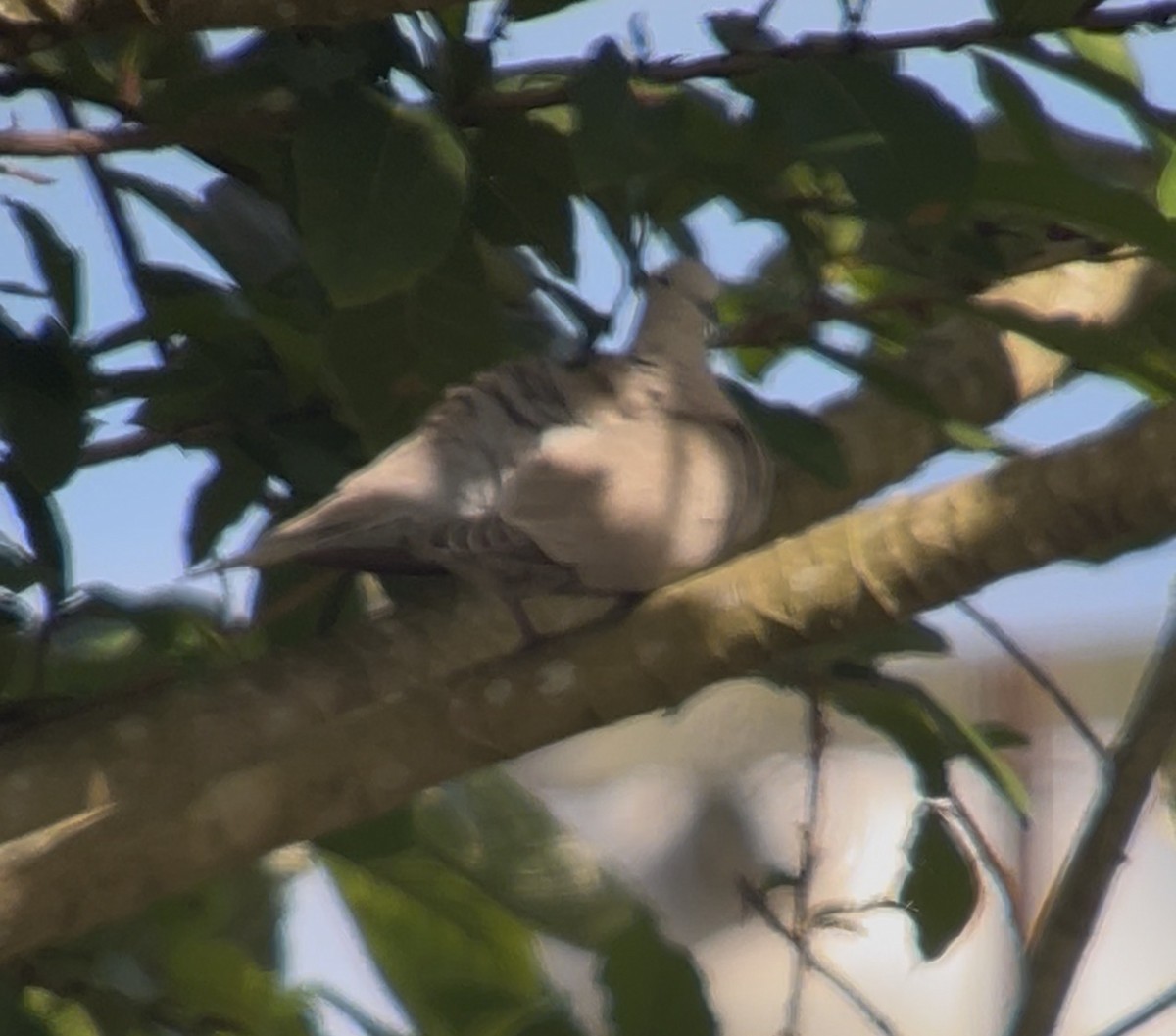 Eurasian Collared-Dove - ML645598896