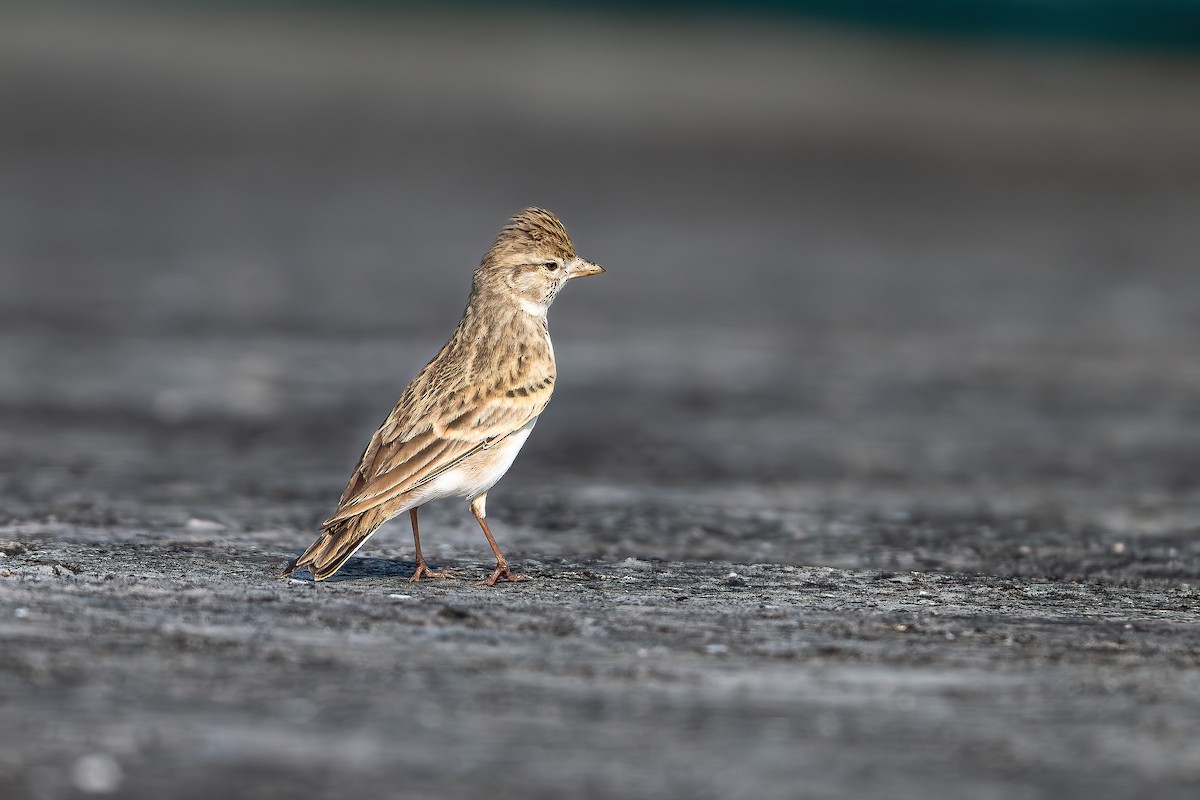 Mongolian Short-toed Lark - ML645598897