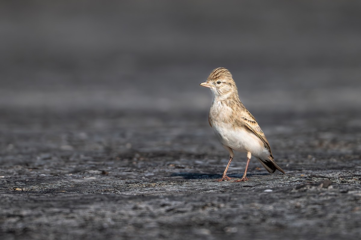 Mongolian Short-toed Lark - ML645598898