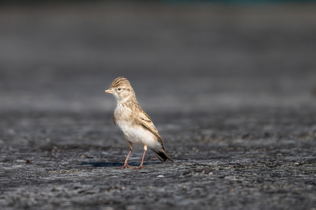 Mongolian Short-toed Lark - ML645598899