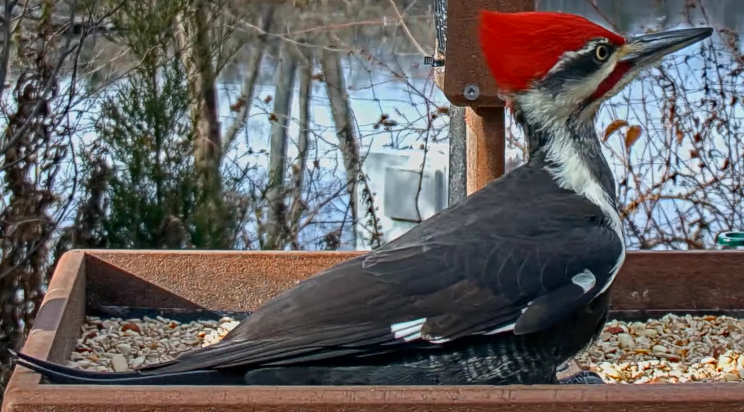 Pileated Woodpecker - ML645598900