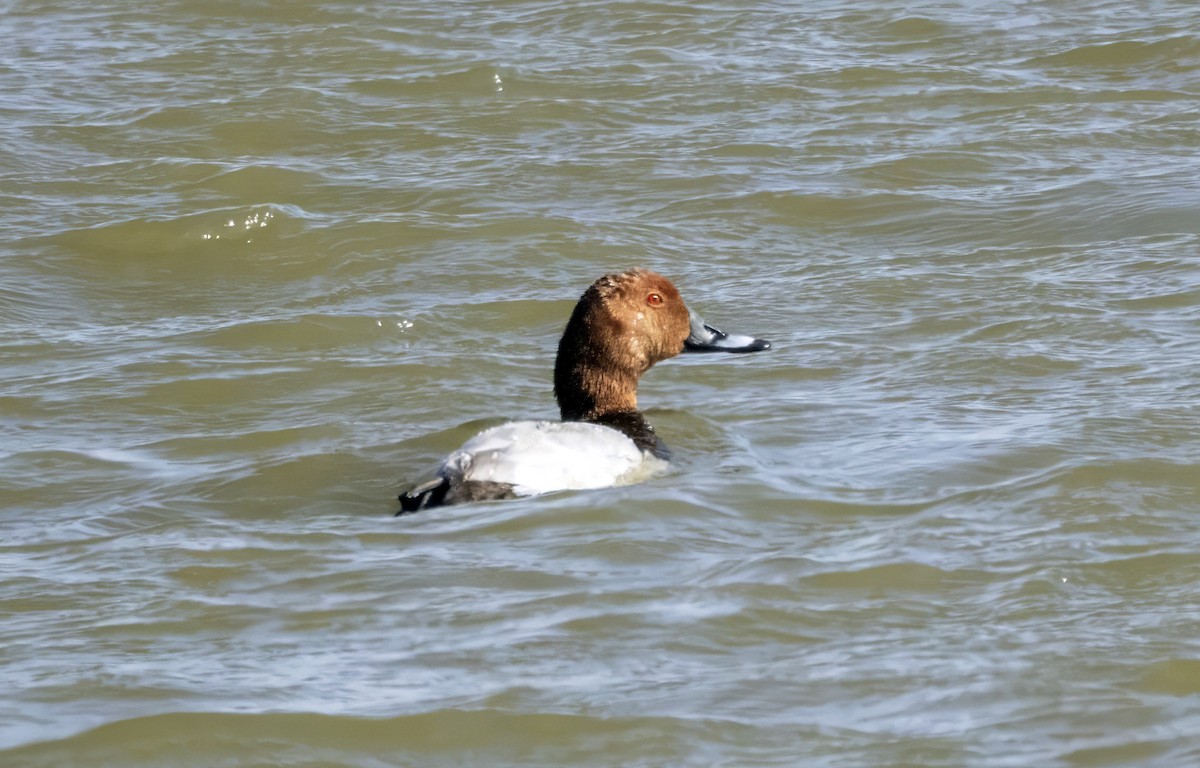 Common Pochard - ML645598901