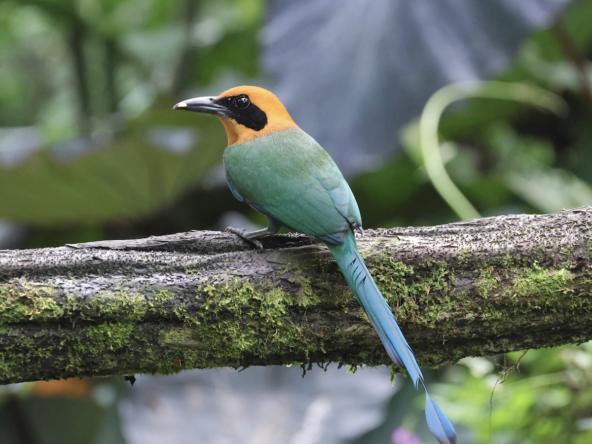 Rufous Motmot - ML645598902