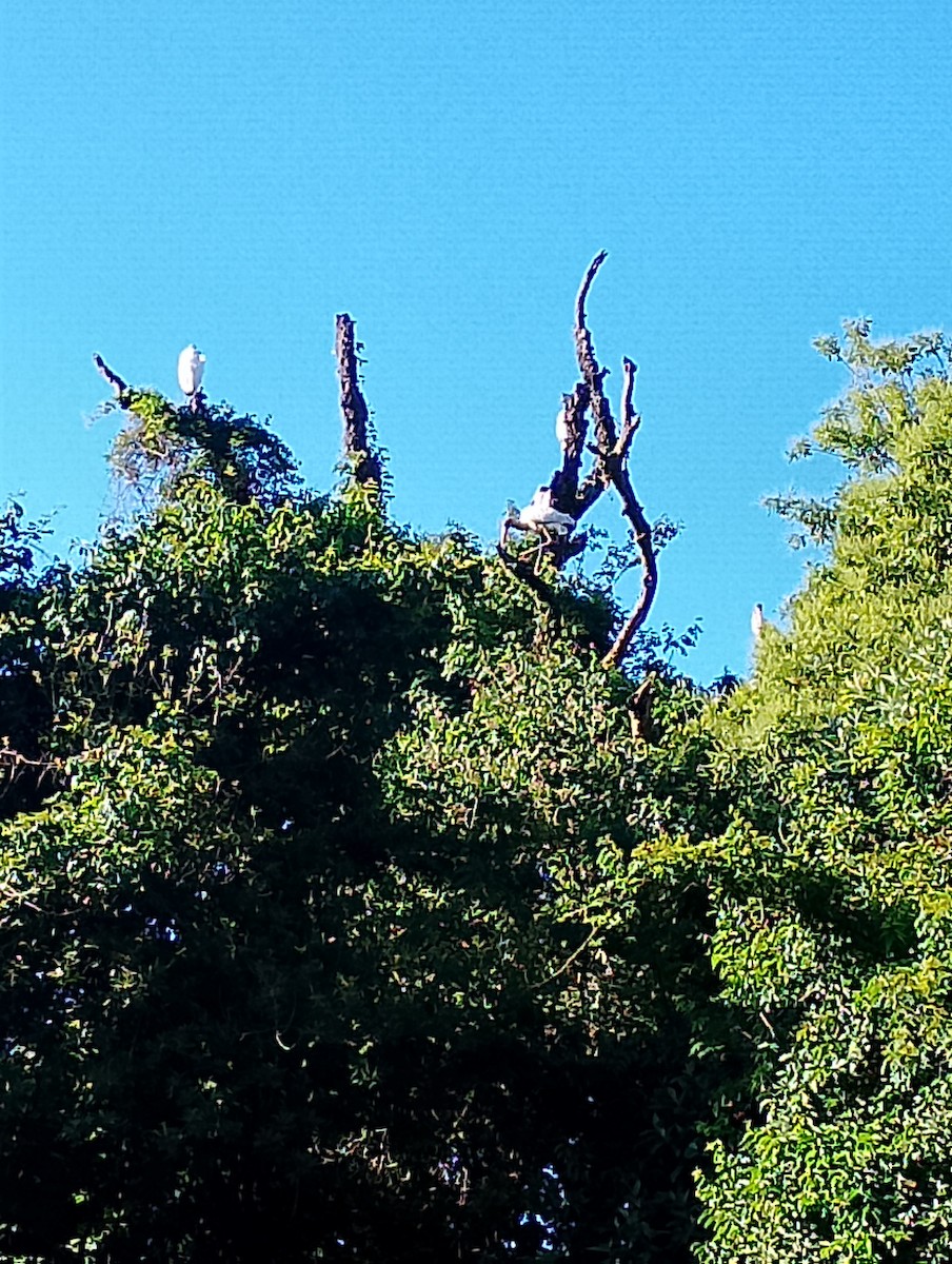Wood Stork - ML645598903