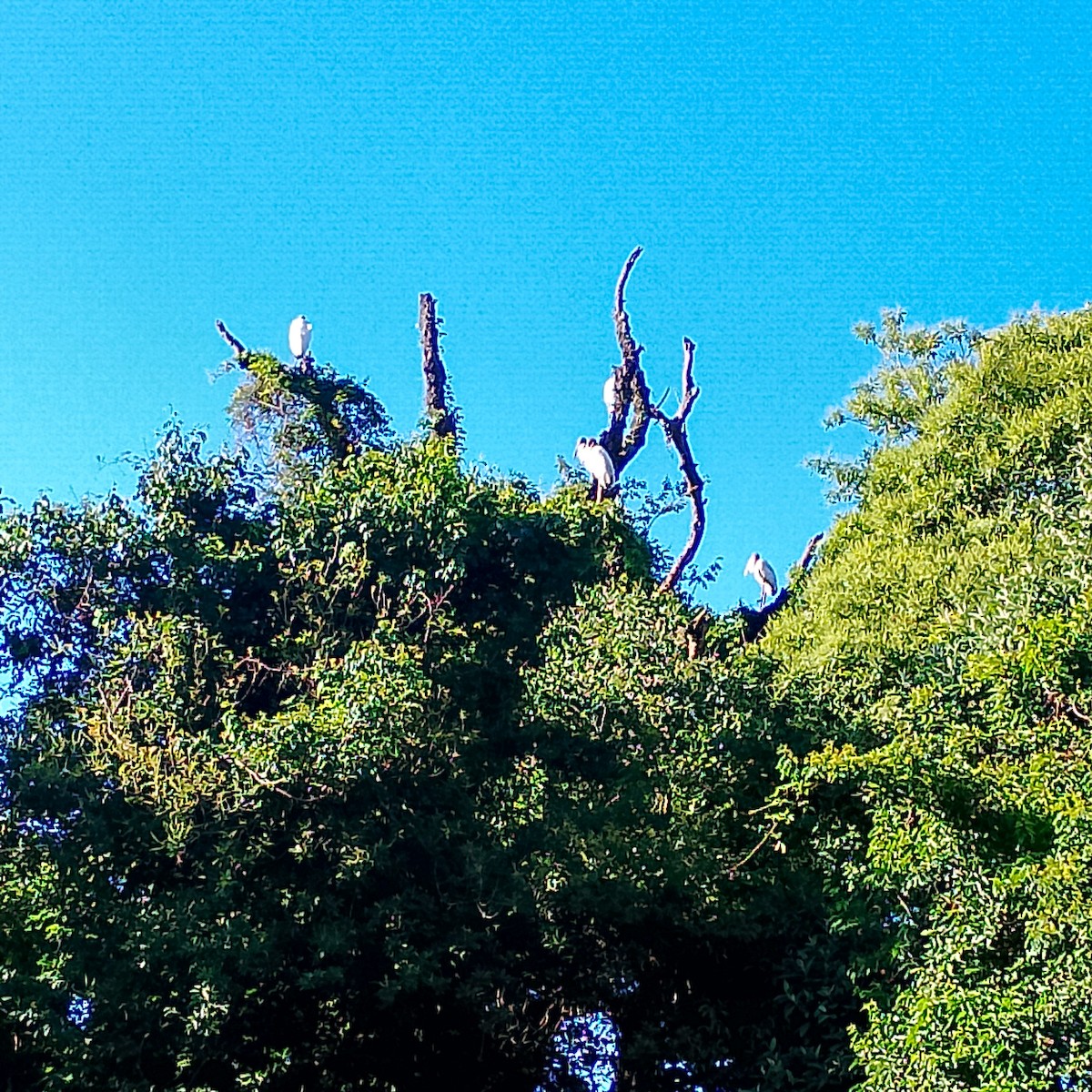 Wood Stork - ML645598904
