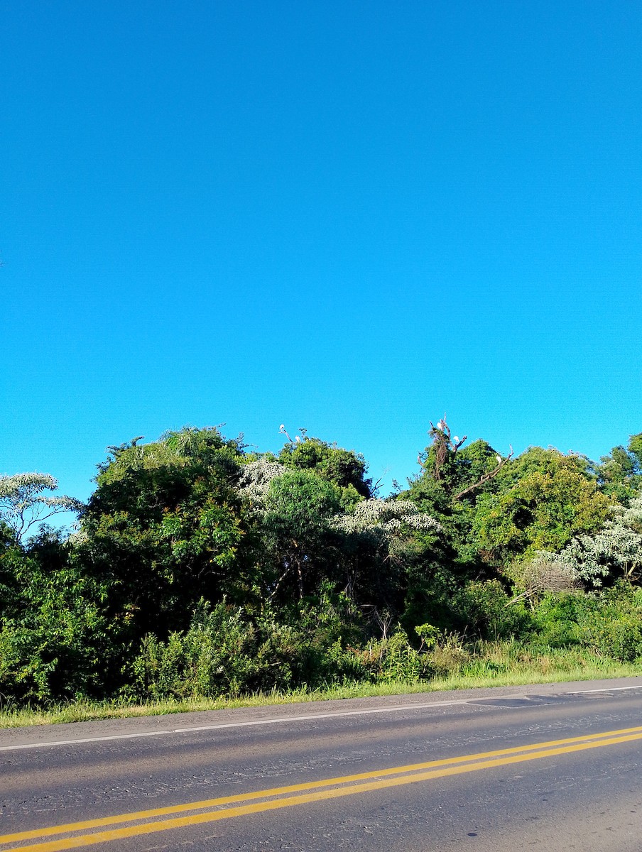 Wood Stork - ML645598906
