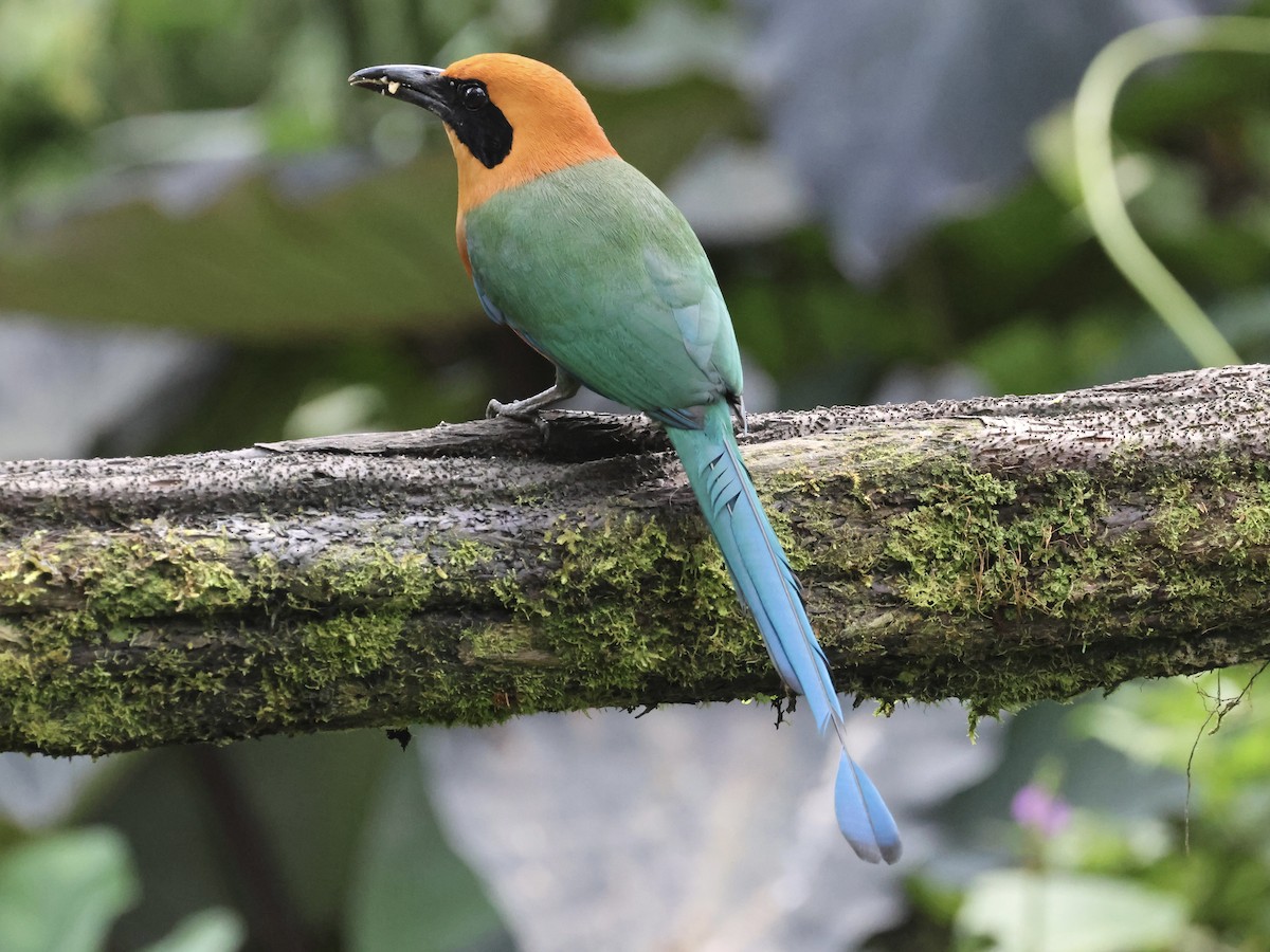 Rufous Motmot - ML645598907