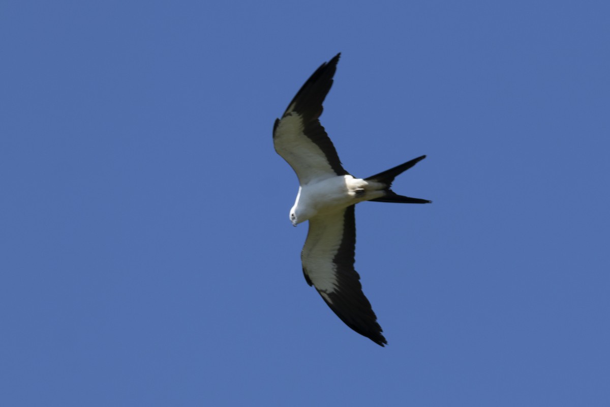 Swallow-tailed Kite - ML645598910