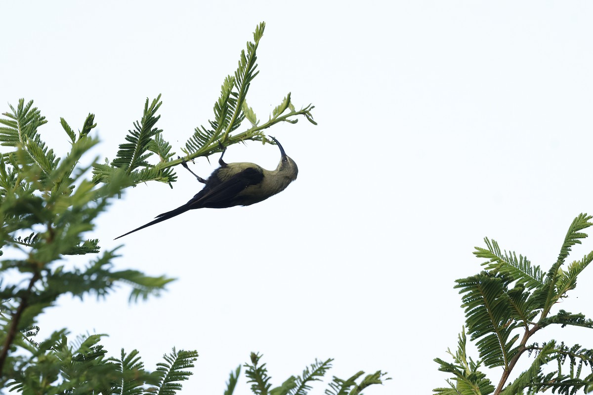 Tacazze Sunbird - ML645598915