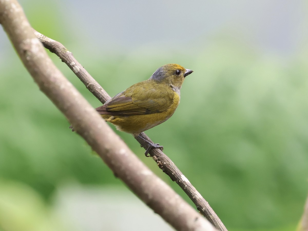 Orange-bellied Euphonia - ML645598917