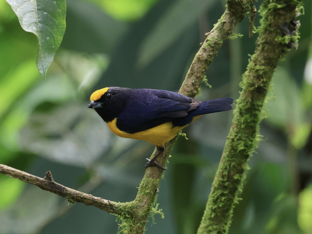 Orange-bellied Euphonia - ML645598918