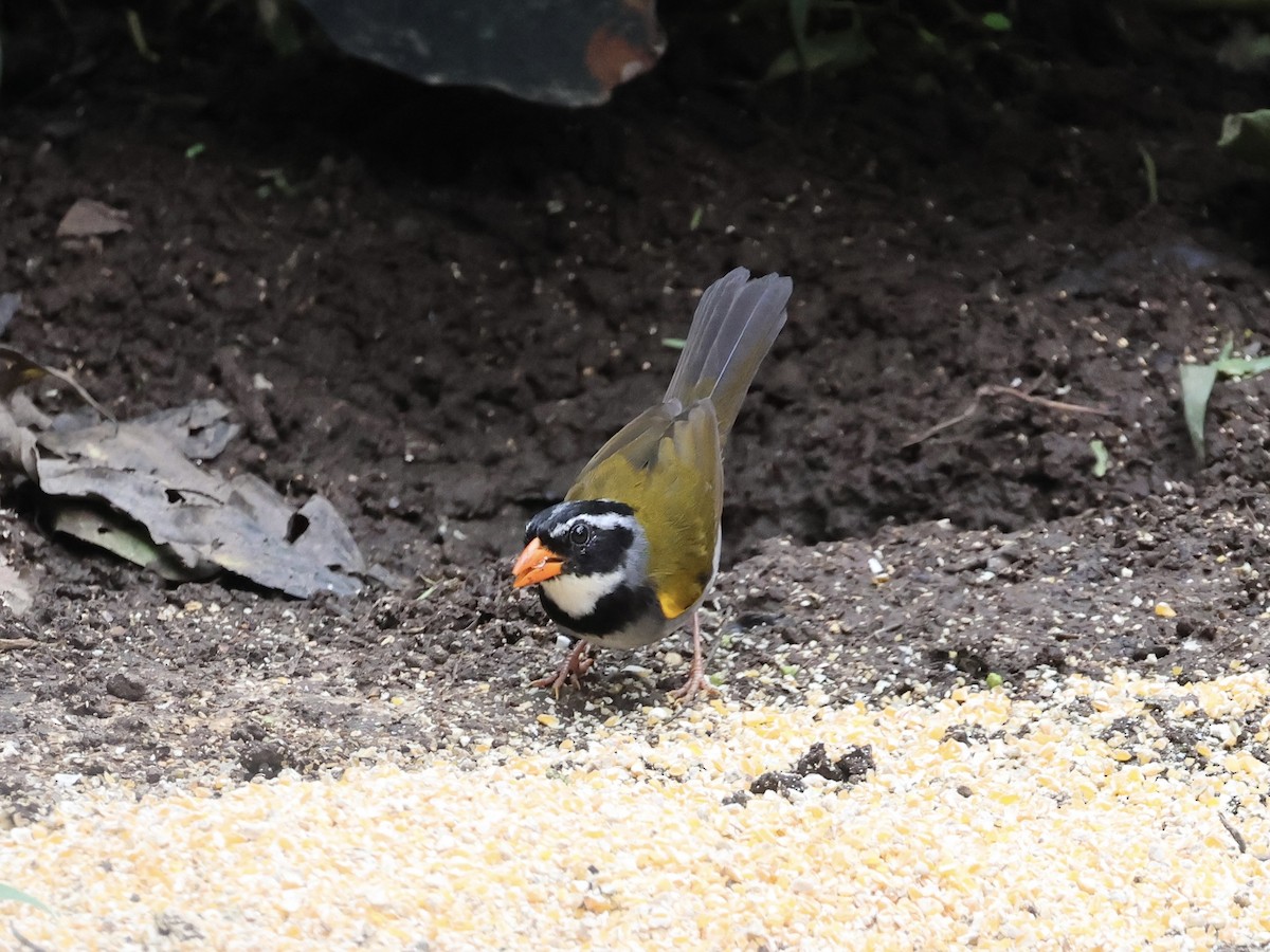 Orange-billed Sparrow - ML645598921