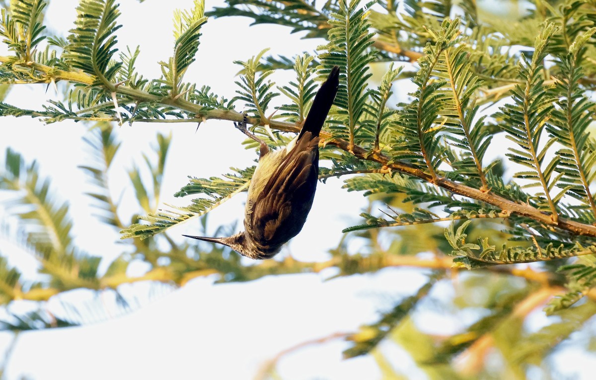 Tacazze Sunbird - ML645598922