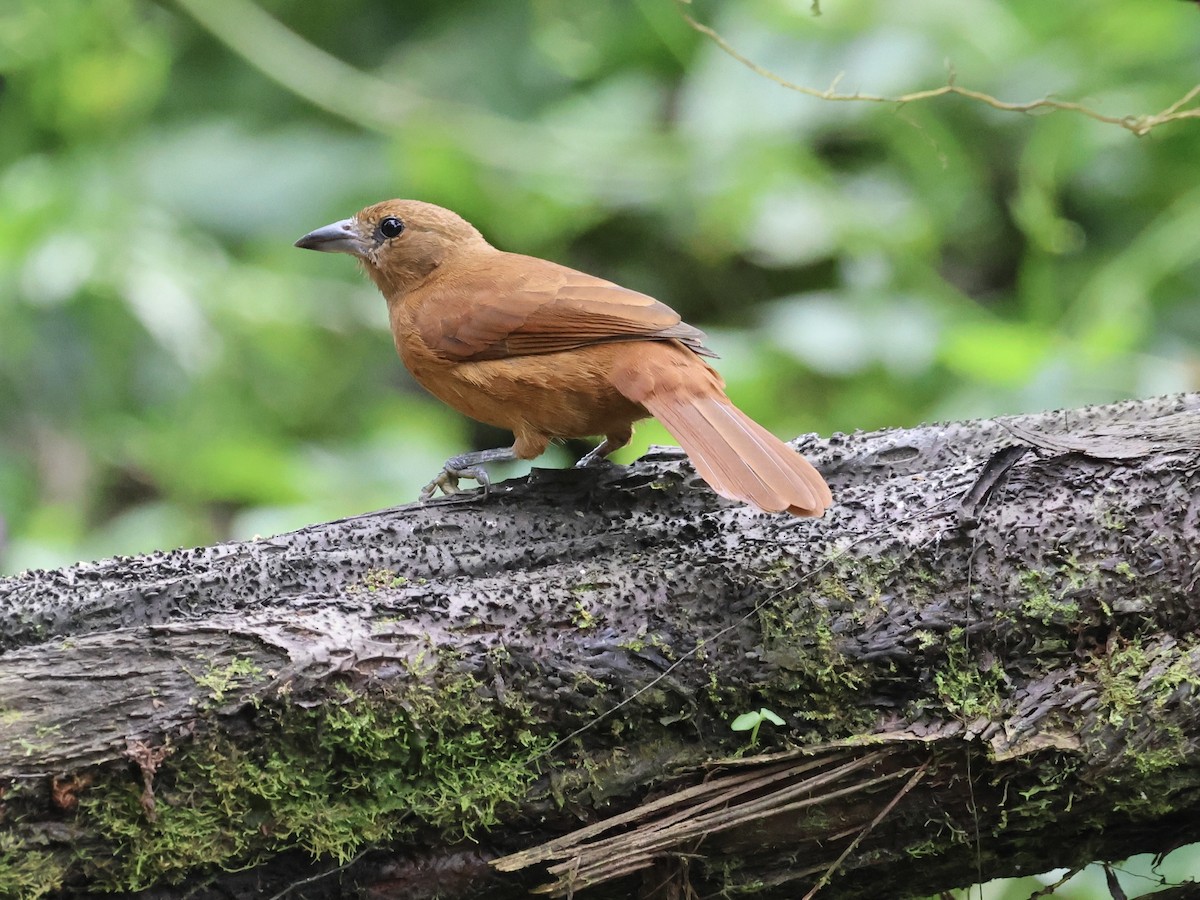 White-lined Tanager - ML645598934
