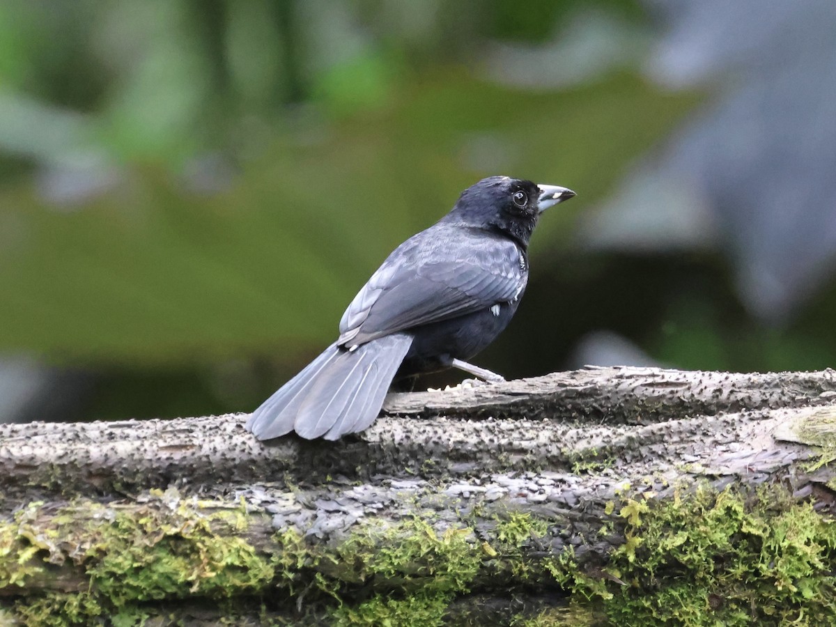 White-lined Tanager - ML645598945