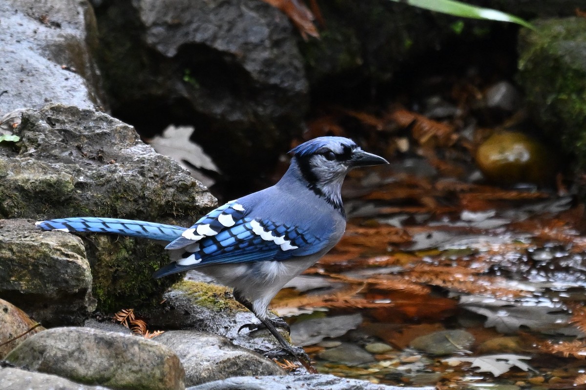 Geai bleu - ML645598947