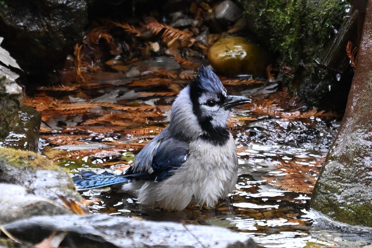 Geai bleu - ML645598948