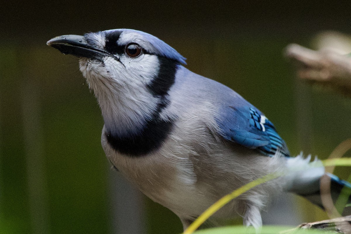 Geai bleu - ML645598949