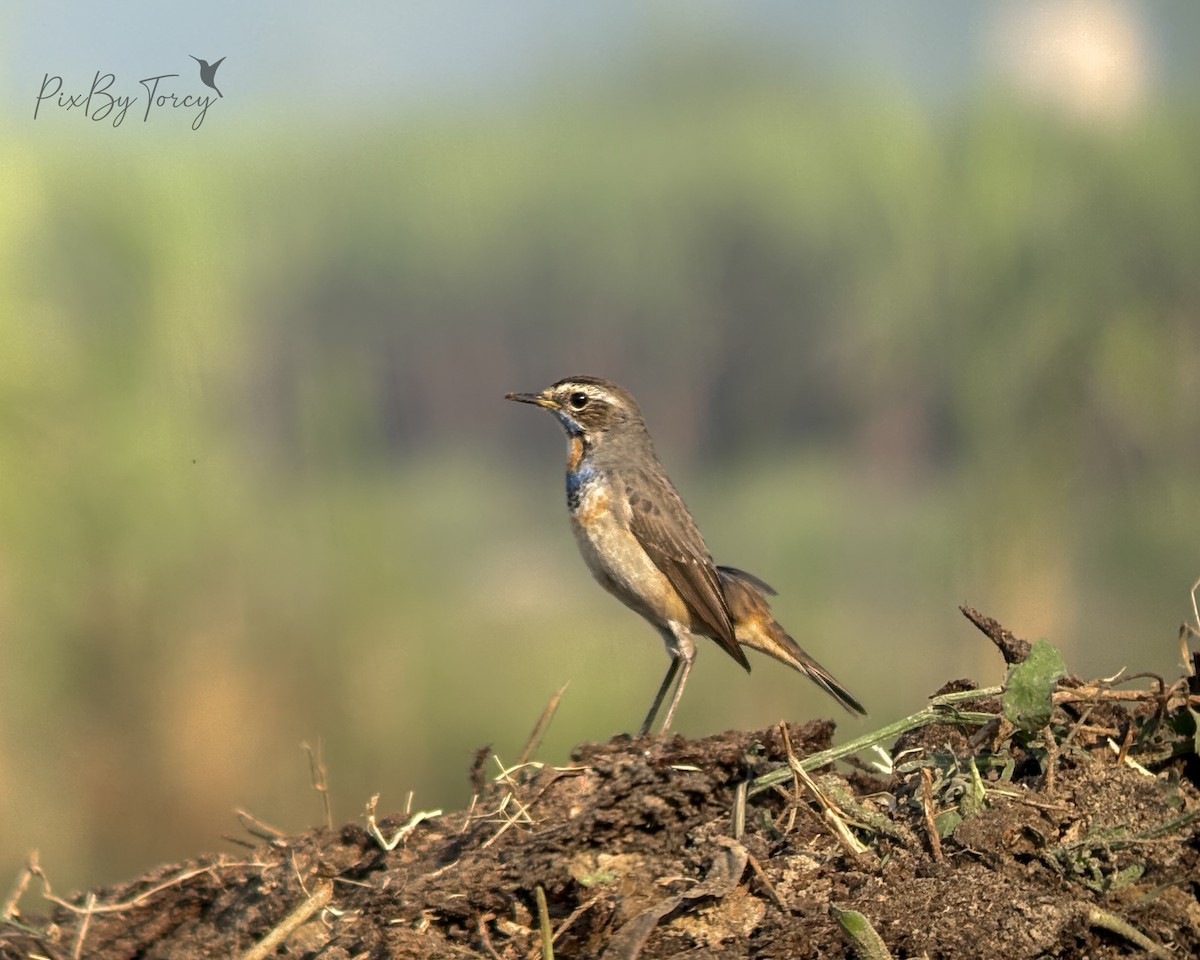 Bluethroat - ML645598952
