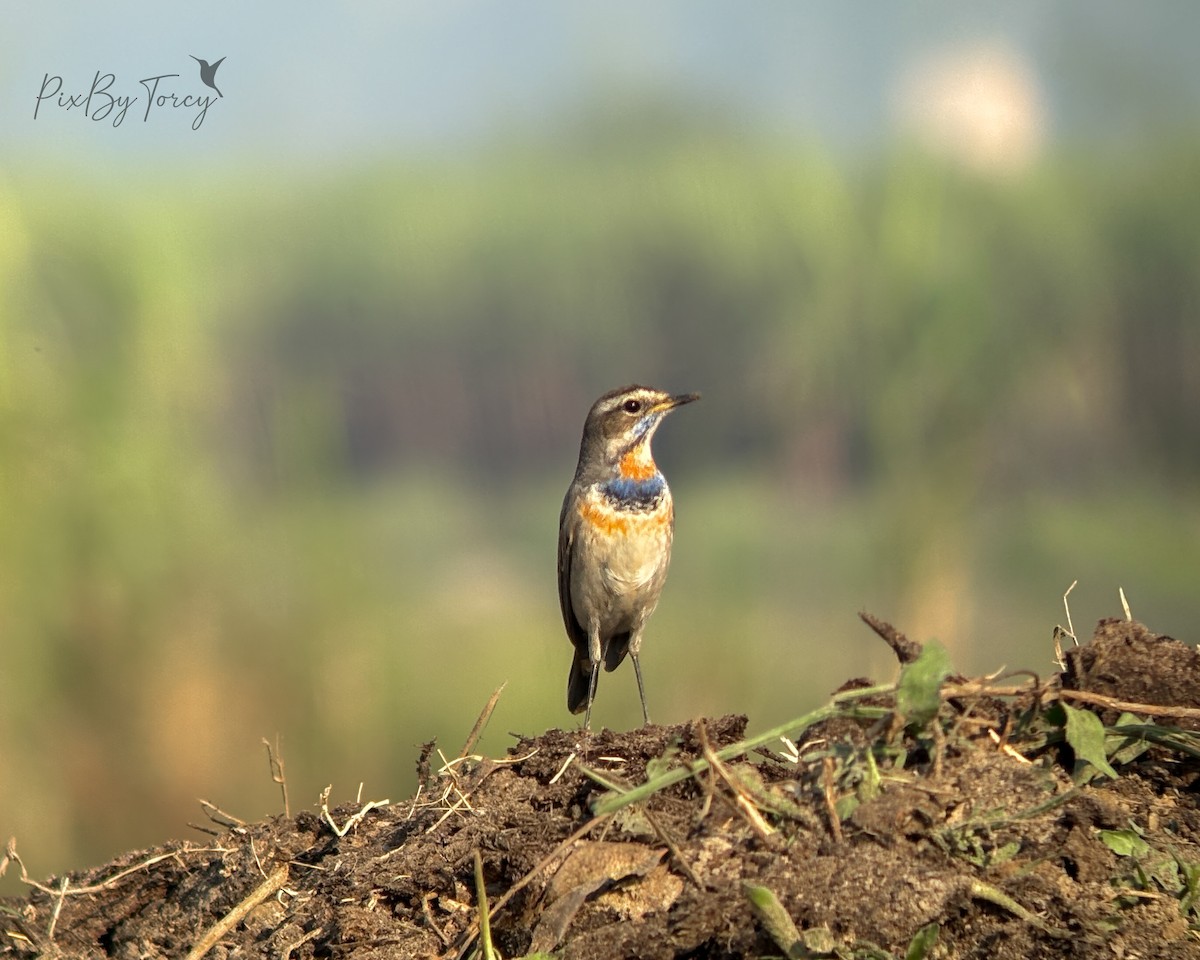 Bluethroat - ML645598953