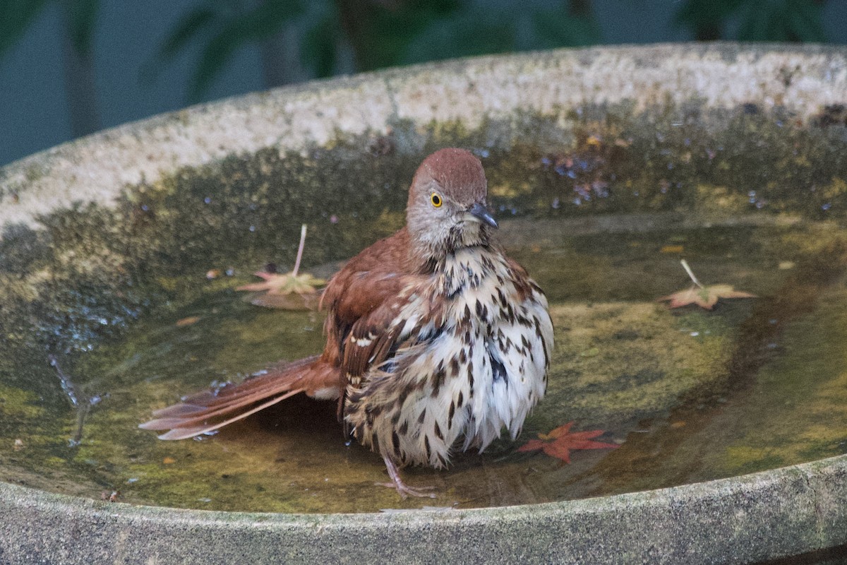 Brown Thrasher - ML645598958