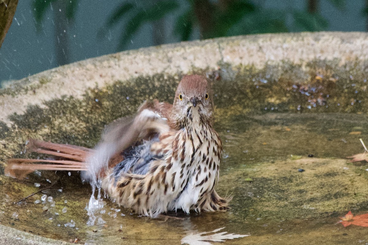 Brown Thrasher - ML645598960