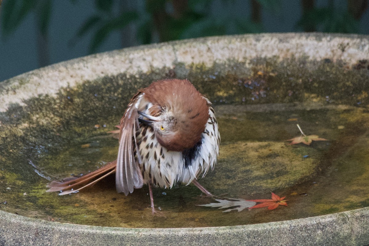 Brown Thrasher - ML645598962