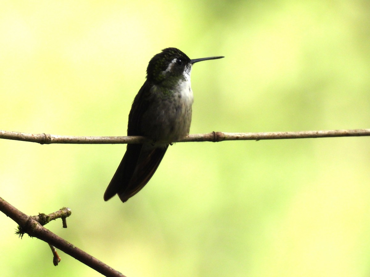 Green-throated Mountain-gem - ML645598963