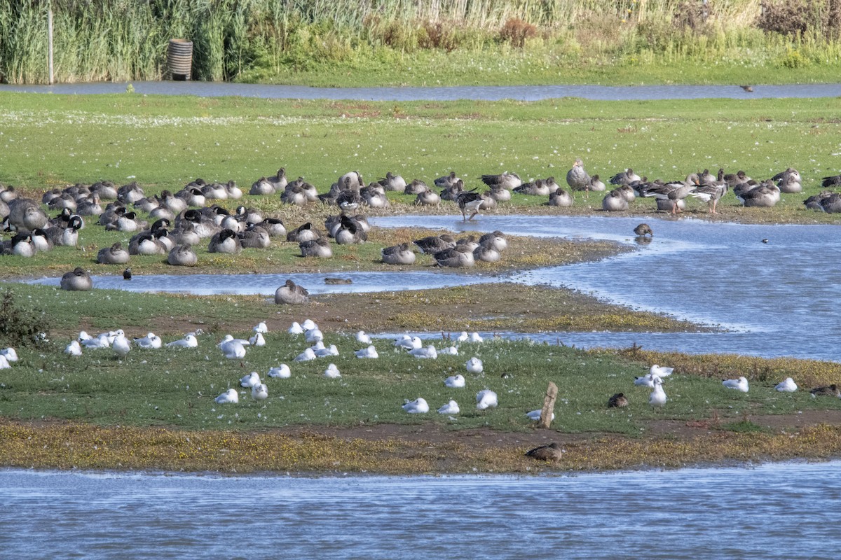 Common Gull - ML645598967