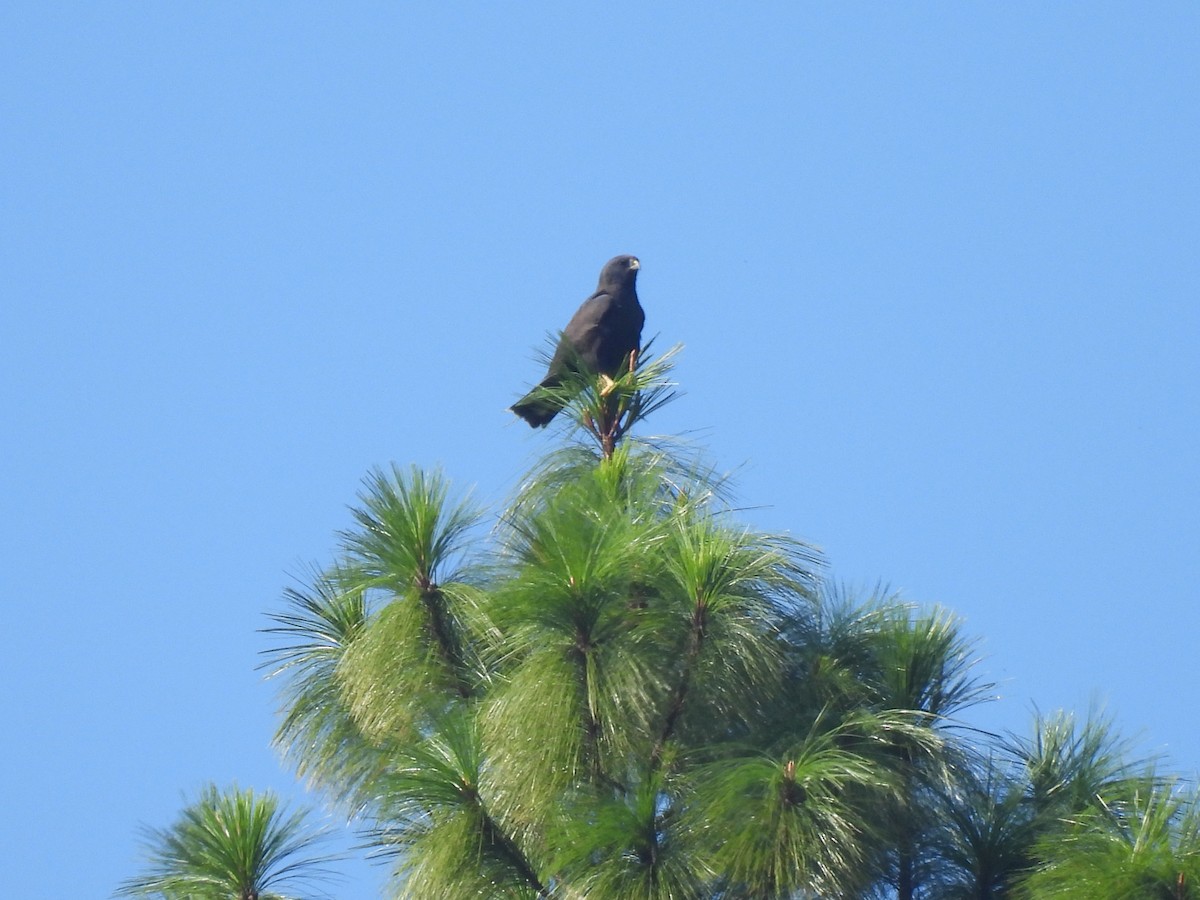 Short-tailed Hawk - ML645598973