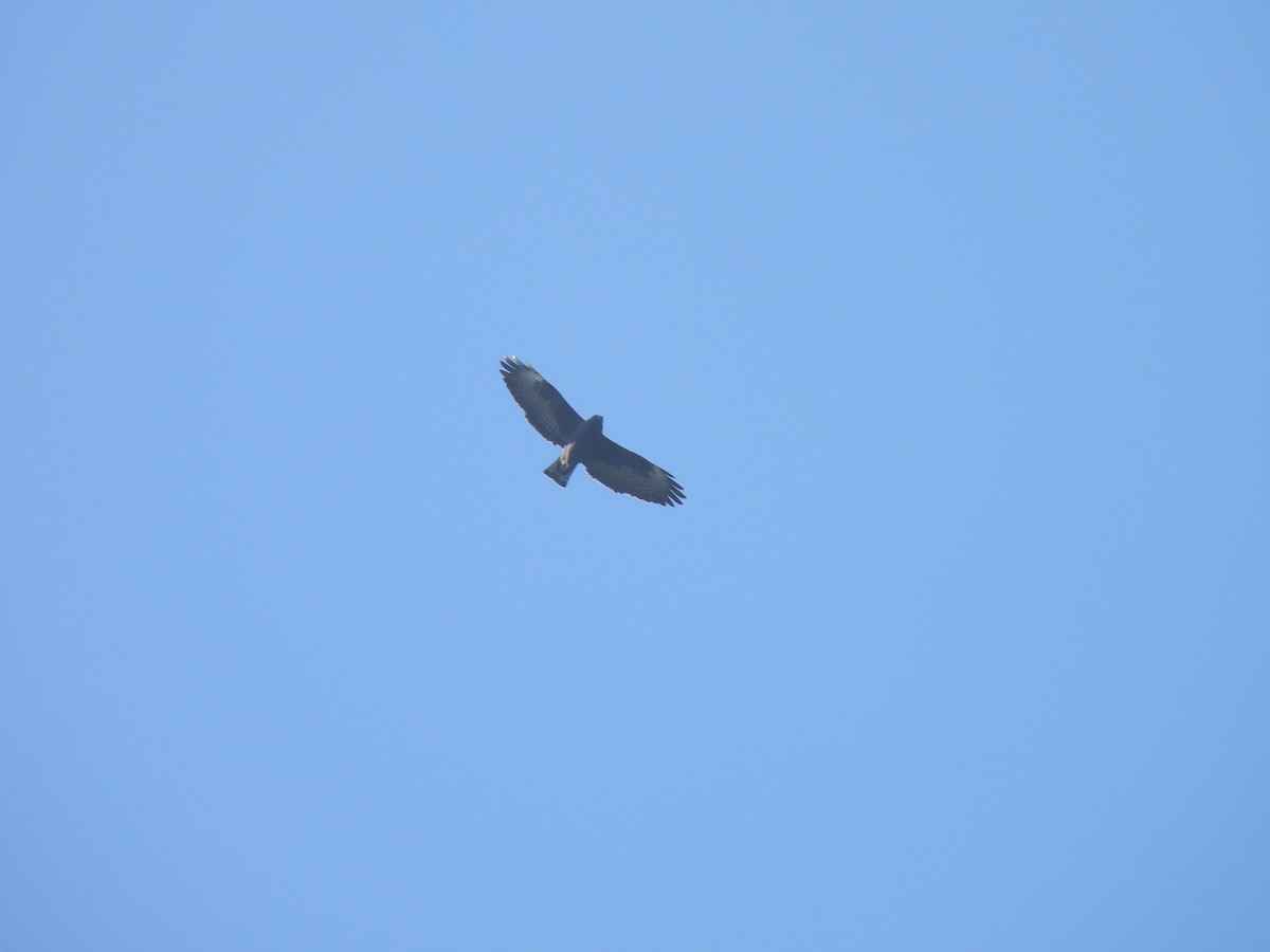 Short-tailed Hawk - ML645598974