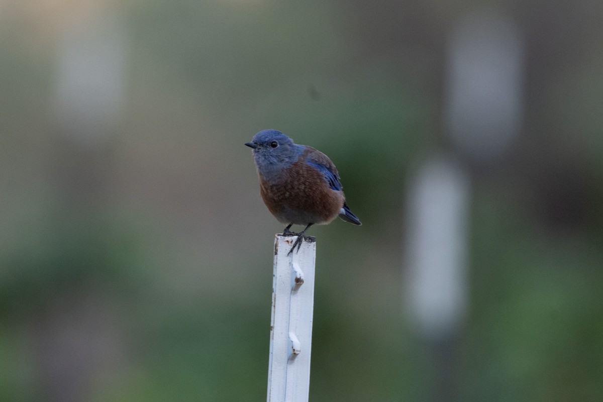 Merlebleu de l'Ouest - ML645598982