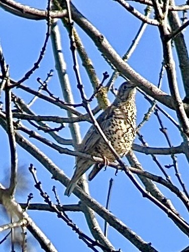 ヤドリギツグミ - ML645598986