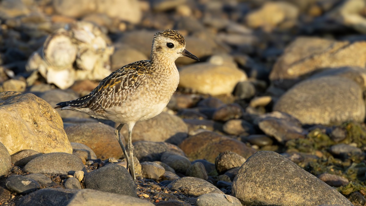 Pacific Golden-Plover - ML645598990