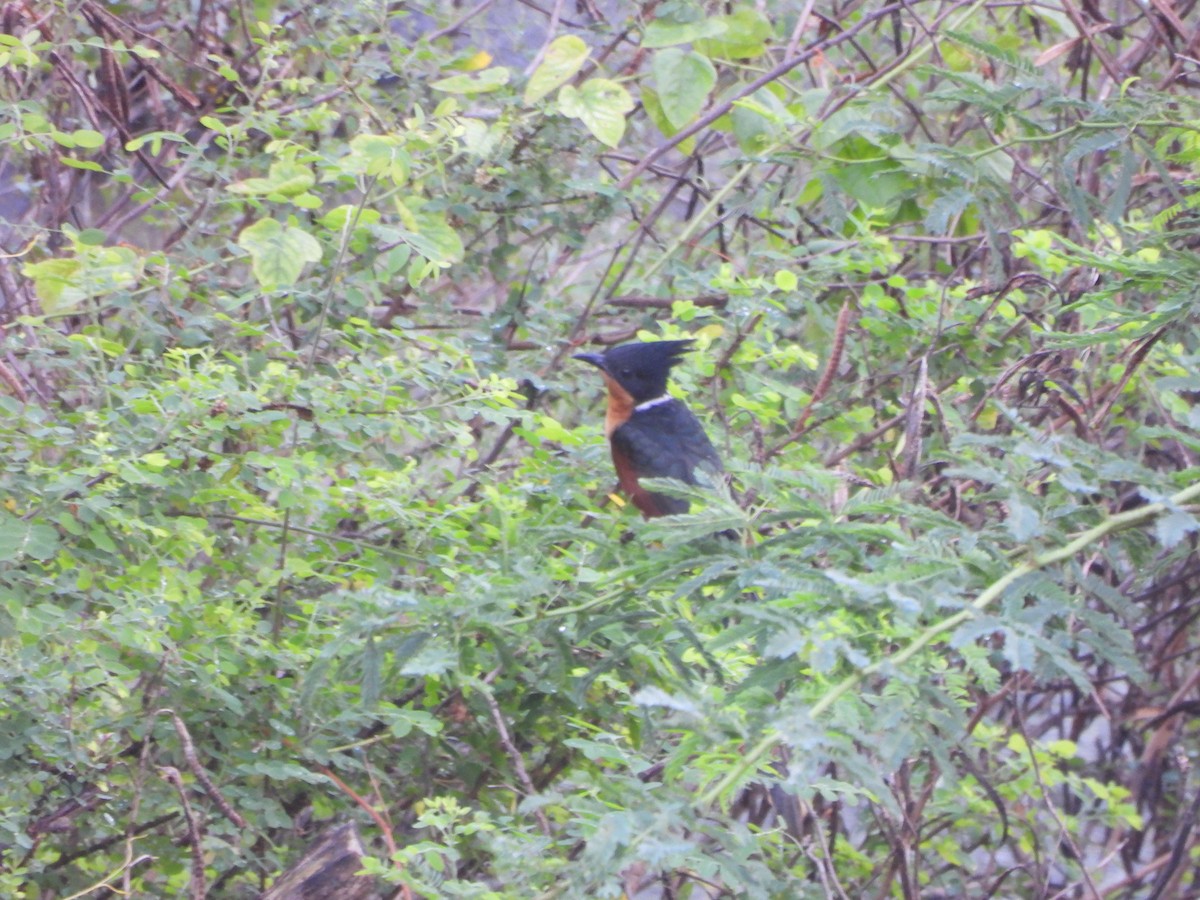 Chestnut-winged Cuckoo - ML645598992
