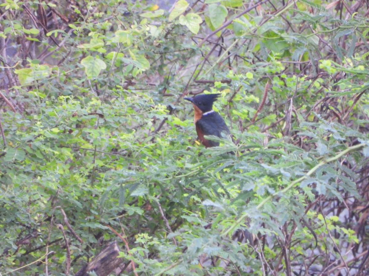 Chestnut-winged Cuckoo - ML645598995
