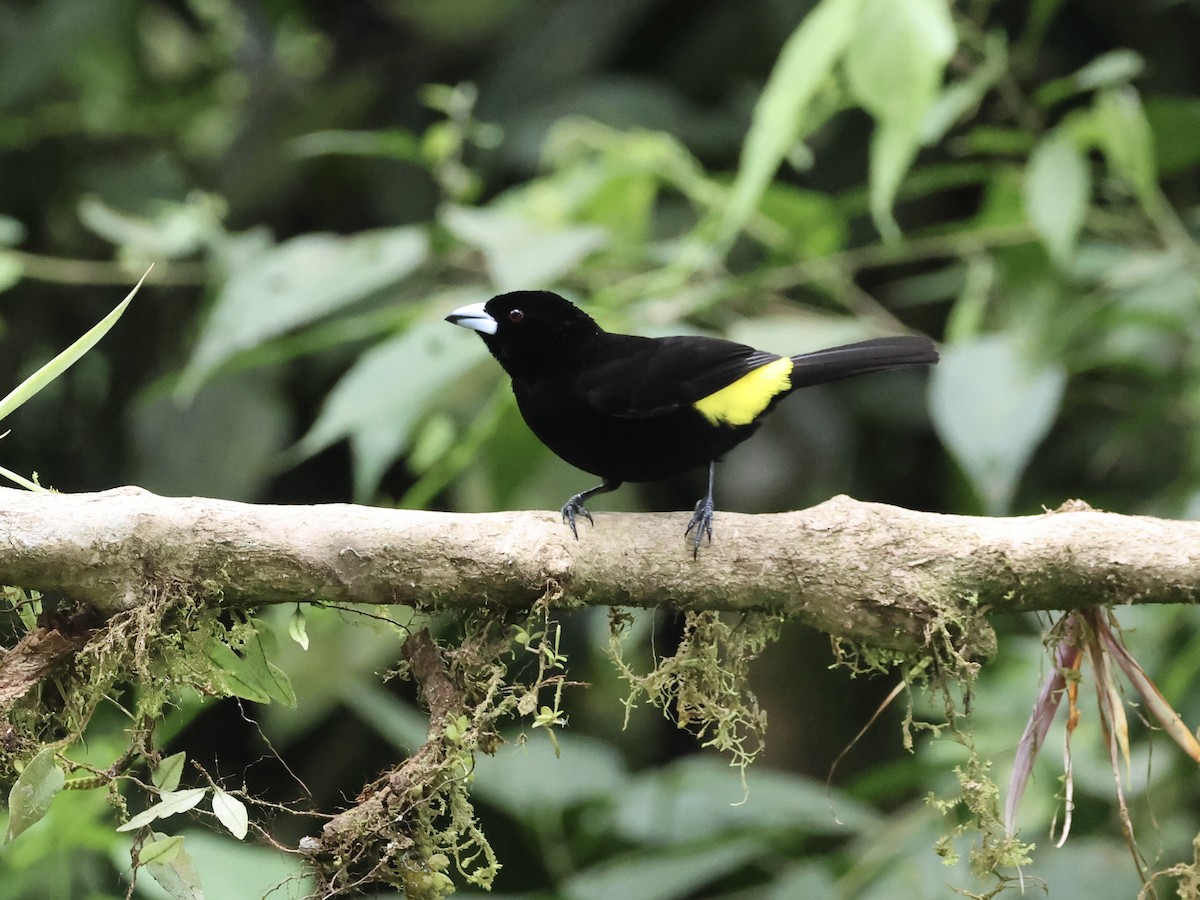 Flame-rumped Tanager - ML645599008