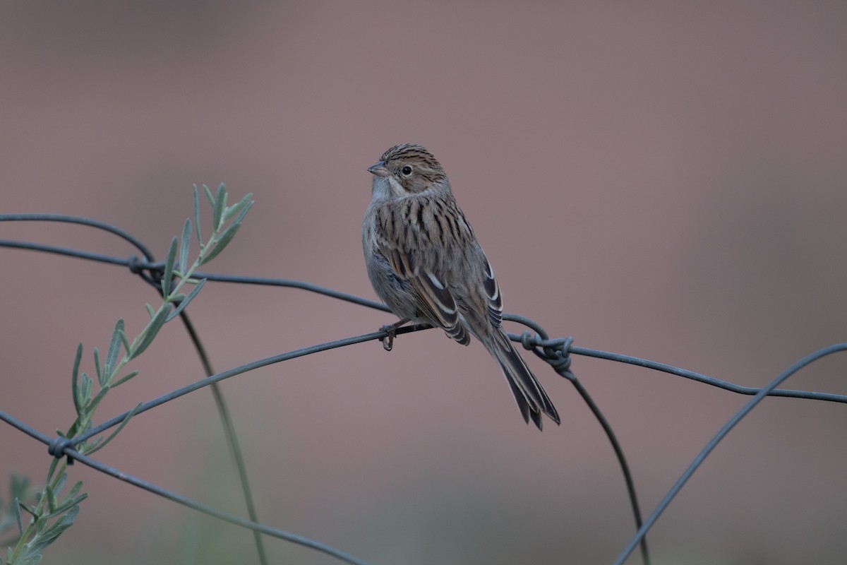 Bruant de Brewer - ML645599014