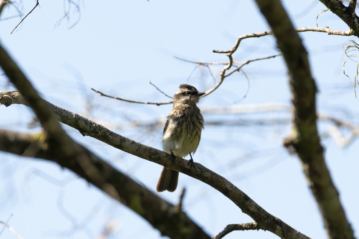 Variegated Flycatcher - ML645599017
