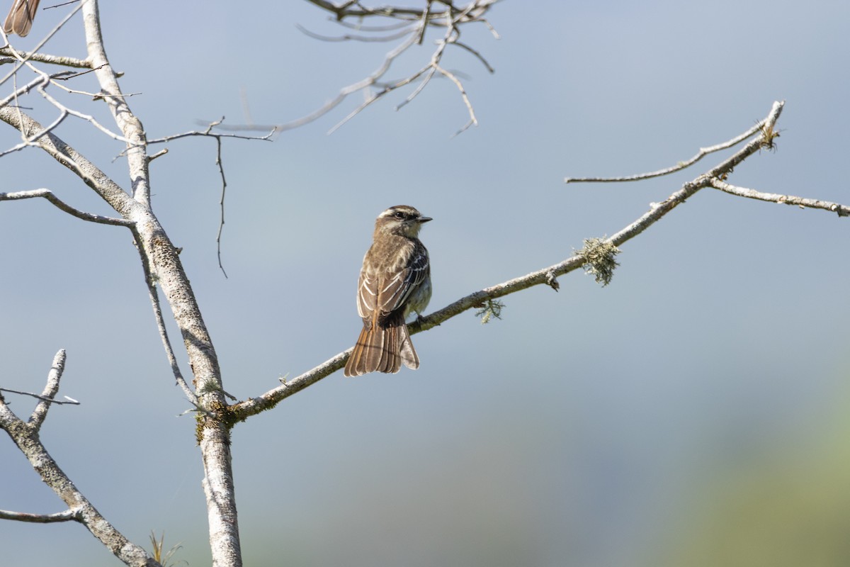 Variegated Flycatcher - ML645599019