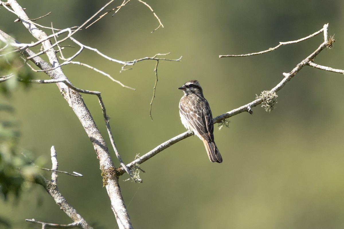 Variegated Flycatcher - ML645599020