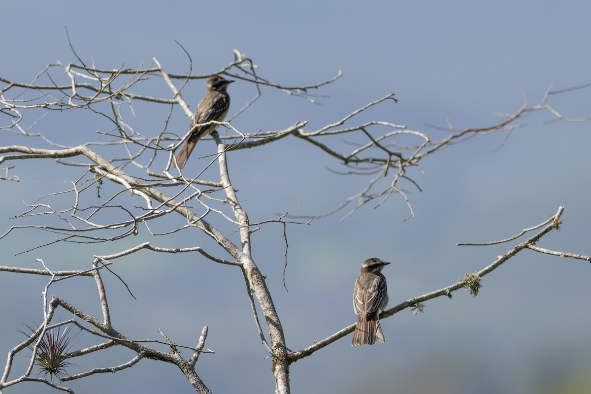 Variegated Flycatcher - ML645599021