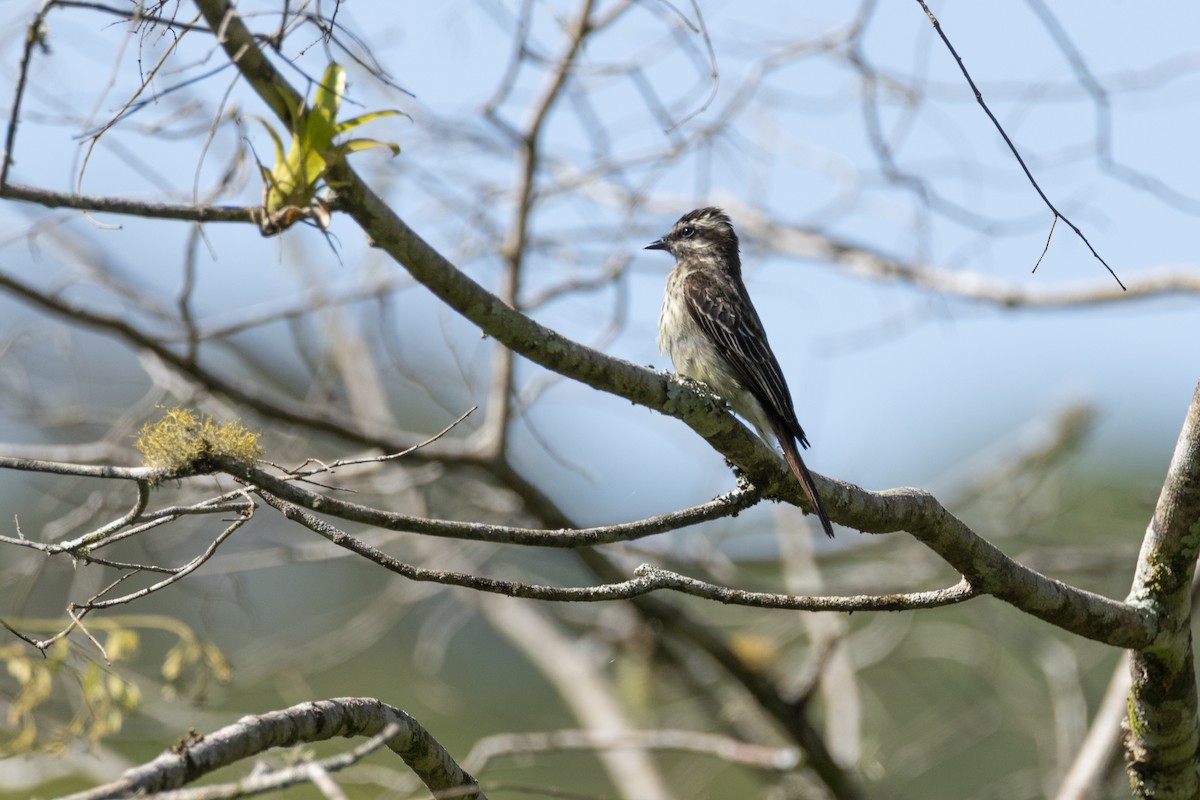 Variegated Flycatcher - ML645599022
