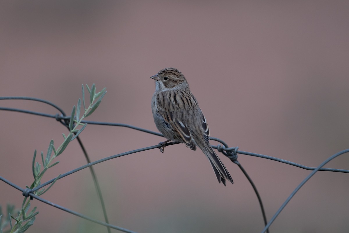 Bruant de Brewer - ML645599025