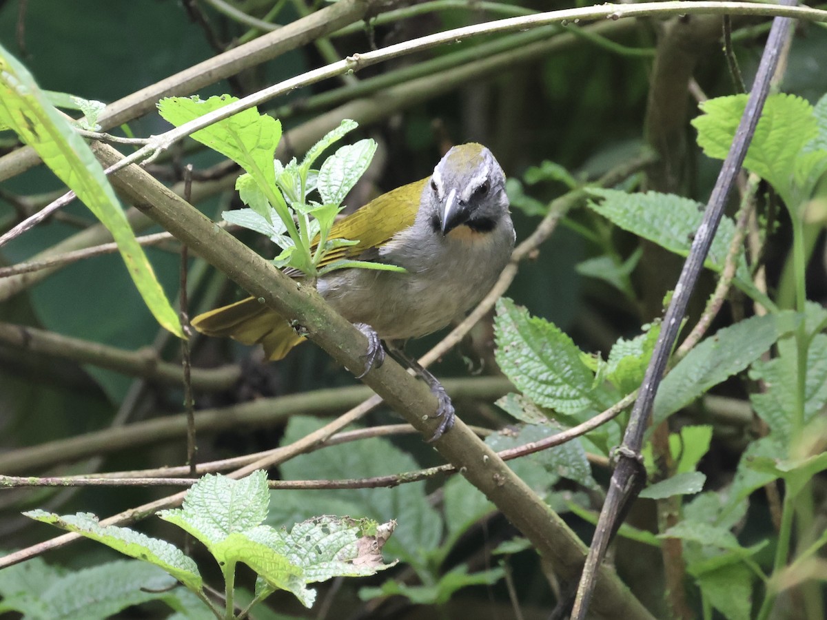 Buff-throated Saltator - ML645599036
