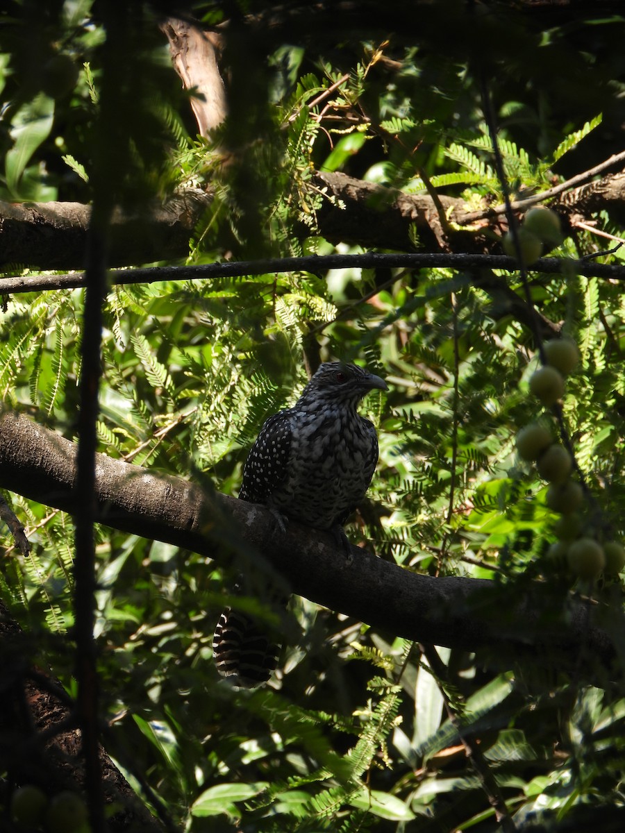 Asian Koel - ML645599037