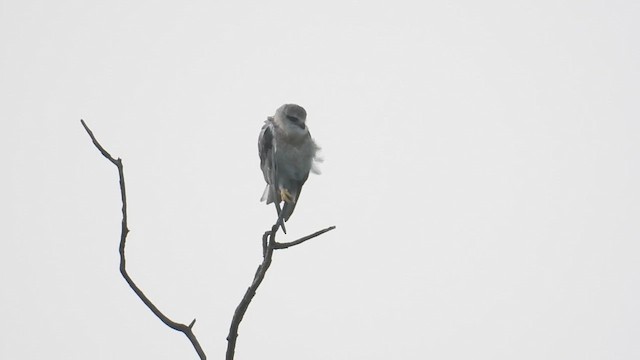 Шуліка чорноплечий - ML645599044